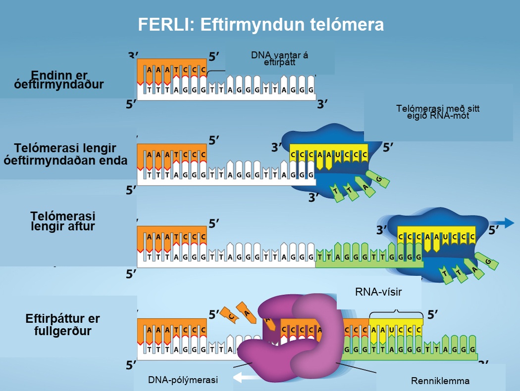 The process of Telomere Replication is shown. The starting image has an unreplicated end, and is missing DNA on the lagging strang. Telomerase has an associated R N A that complements the 5 prime overhang at the end of the chromosome, creating an extension of the unreplicated end. The R N A template is used to synthesize the complementary strand, and telomerase again extends the unreplicated end. Telomerase then shifts, and the process is repeated. Next, primase and D N A polymerase synthesize the rest of the complementary strand. And the lagging strand is completed.