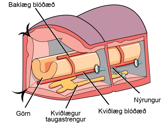 The illustration shows a cross-section of an annelid. The body is divided into segmented compartments. A U-shaped intestine runs through the middle of the compartments, and two ventral nerve cords run along the bottom. In each segment, the nerve cords are connected to each other. A dorsal blood vessel sits on top of the intestine, and a ventral blood vessel rests beneath it. Other vessels connect the dorsal and ventral vessels together. The nephridium is connected to the barrier separating the compartments, and consists of a long coil connected to a trumpet-like bell.