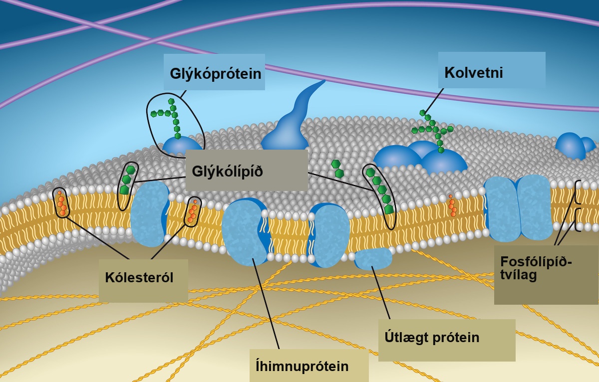 This illustration shows a phospholipid bilayer with proteins and cholesterol embedded in it. Integral membrane proteins span the entire membrane. Protein channels are integral membrane proteins with a central pore through which molecules can pass. Peripheral proteins are associated with the phospholipid head groups on one side of the membrane only. A glycoprotein is shown with the protein portion of the molecule embedded in the membrane and the carbohydrate portion jutting out from the membrane. A glycolipid is also shown with the lipid portion embedded in the membrane and the carbohydrate portion jutting out of the membrane.