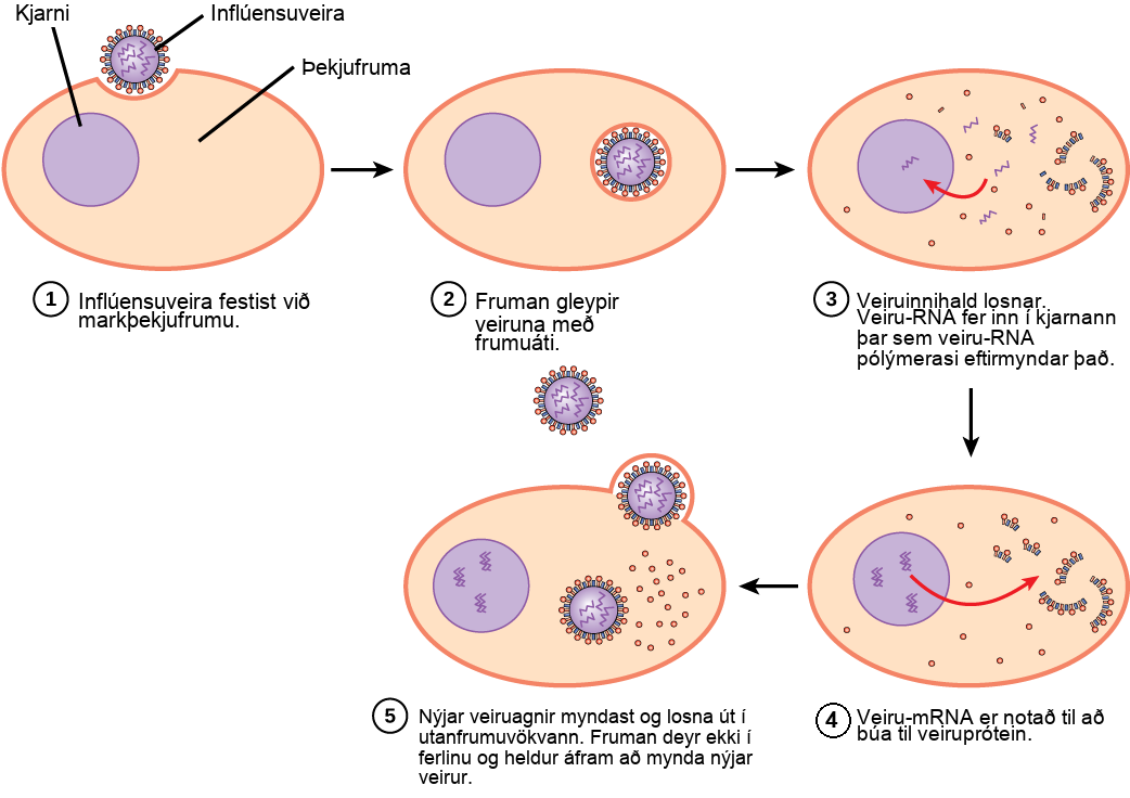 The illustration shows the steps of an influenza virus infection. In step 1, influenza virus becomes attached to a target epithelial cell. In step 2, the cell engulfs the virus by endocytosis, and the virus becomes encased in the cell's plasma membrane. In step 3, the membrane dissolves, and the viral contents are released into the cytoplasm. Viral m R N A enters the nucleus, where it is replicated by viral R N A polymerase. In step 4, viral m R N A exits to the cytoplasm, where it is used to make viral proteins. In step 5, new viral particles are released into the extracellular fluid. The cell, which is not killed in the process, continues to make new virus.
