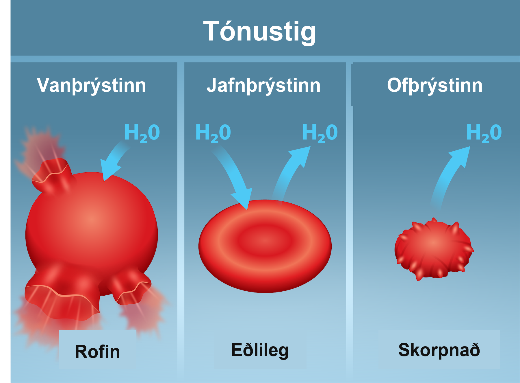 The left part shows bloated red blood cells, lysed, bathed in a hypotonic solution. The middle part shows healthy red blood cells bathed in an isotonic solution, and the right part of this illustration shows shriveled red blood cells bathed in a hypertonic solution.
