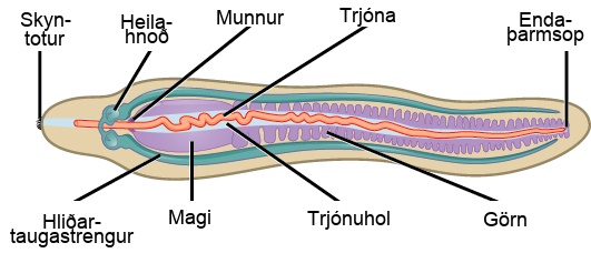The illustration shows worm-shaped animal with fringe-like sensory papillae at one end. The mouth, which is part way down the body, leads to a stomach and intestine, then empties into an anus at the far end. The cerebral ganglia are located above the mouth. Lateral nerve cords run down either side of the animal from the central ganglia. The proboscis is a long, thin structure inside a cavity called the rhynchocoel.