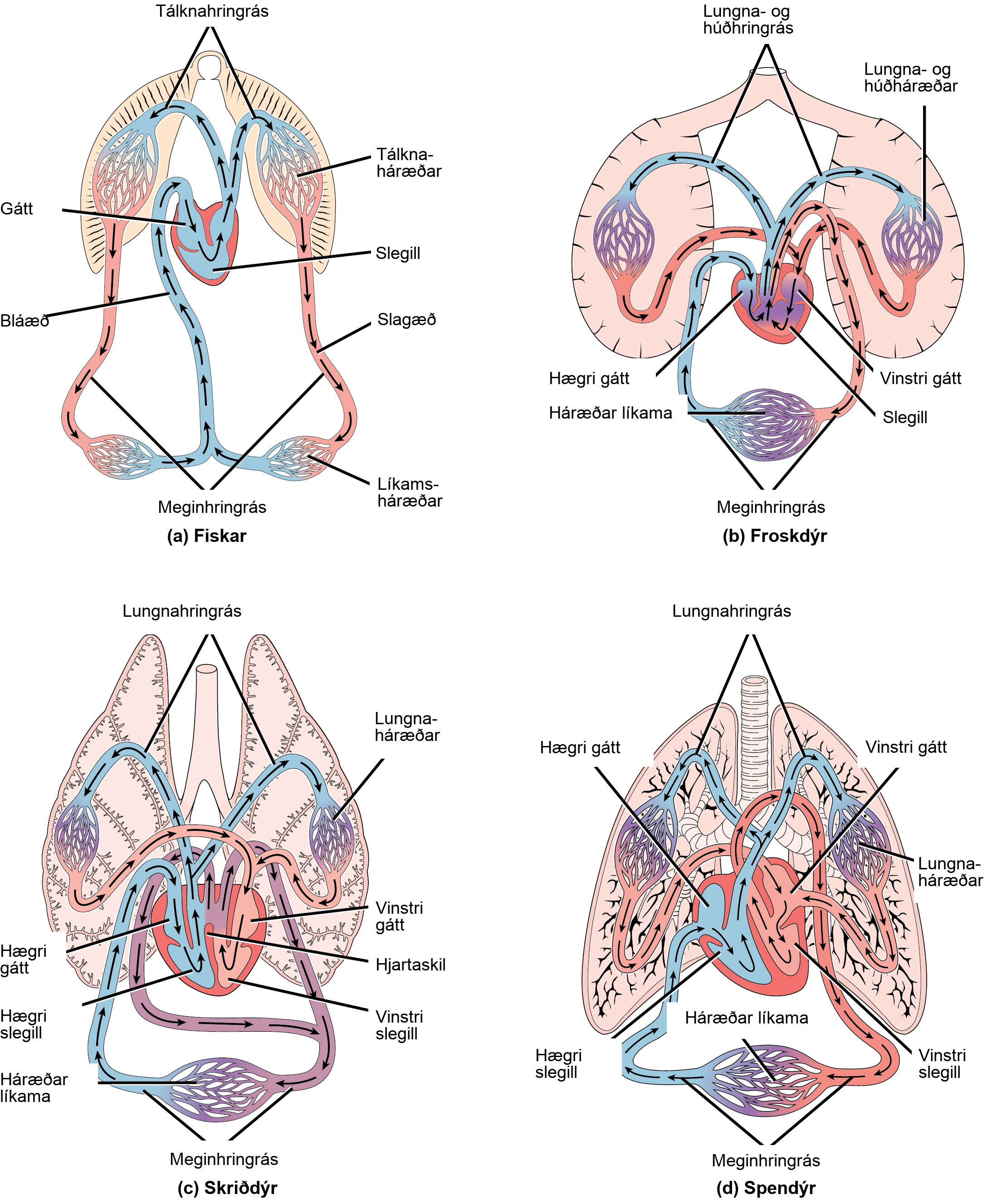 Illustration A shows the circulatory system of fish, which have a two-chambered heart with one atrium and one ventricle. Blood in systemic circulation flows from the body into the atrium, then into the ventricle. Blood exiting the heart enters gill circulation, where gases are exchanged by gill capillaries. From the gills blood re-enters systemic circulation, where gases in the body are exchanged by body capillaries. Illustration B shows the circulatory system of amphibians, which have a three-chambered heart with two atriums and one ventricle. Blood in systemic circulation enters the heart, flows into the right atrium, then into the ventricle. Blood leaving the ventricle enters pulmonary and skin circulation. Capillaries in the lung and skin exchange gases, oxygenating the blood. From the lungs and skin blood re-enters the heart through the left atrium. Blood flows into the ventricle, where it mixes with blood from systemic circulation. Blood leaves the ventricle and enters systemic circulation. Illustration C shows the circulatory system of reptiles, which have a three-chambered heart. While the right and left atrium are completely separated, there is only a partial septum separating the ventricles, and thus there is some mixing of blood between these chambers. Blood from systemic circulation enters the right atrium, then flows from the right ventricle and enters pulmonary circulation, where blood is oxygenated in the lungs. From the lungs blood travels back into the heart through the left atrium. Because the left and right atrium are not separated, some mixing of oxygenated and deoxygenated blood occurs. Blood is pumped into the left ventricle, then into the body. Illustration D shows the circulatory system of mammals, which have a four-chambered heart. Circulation is similar to that of reptiles, but the four chambers are completely separate from one another, which improves efficiency.