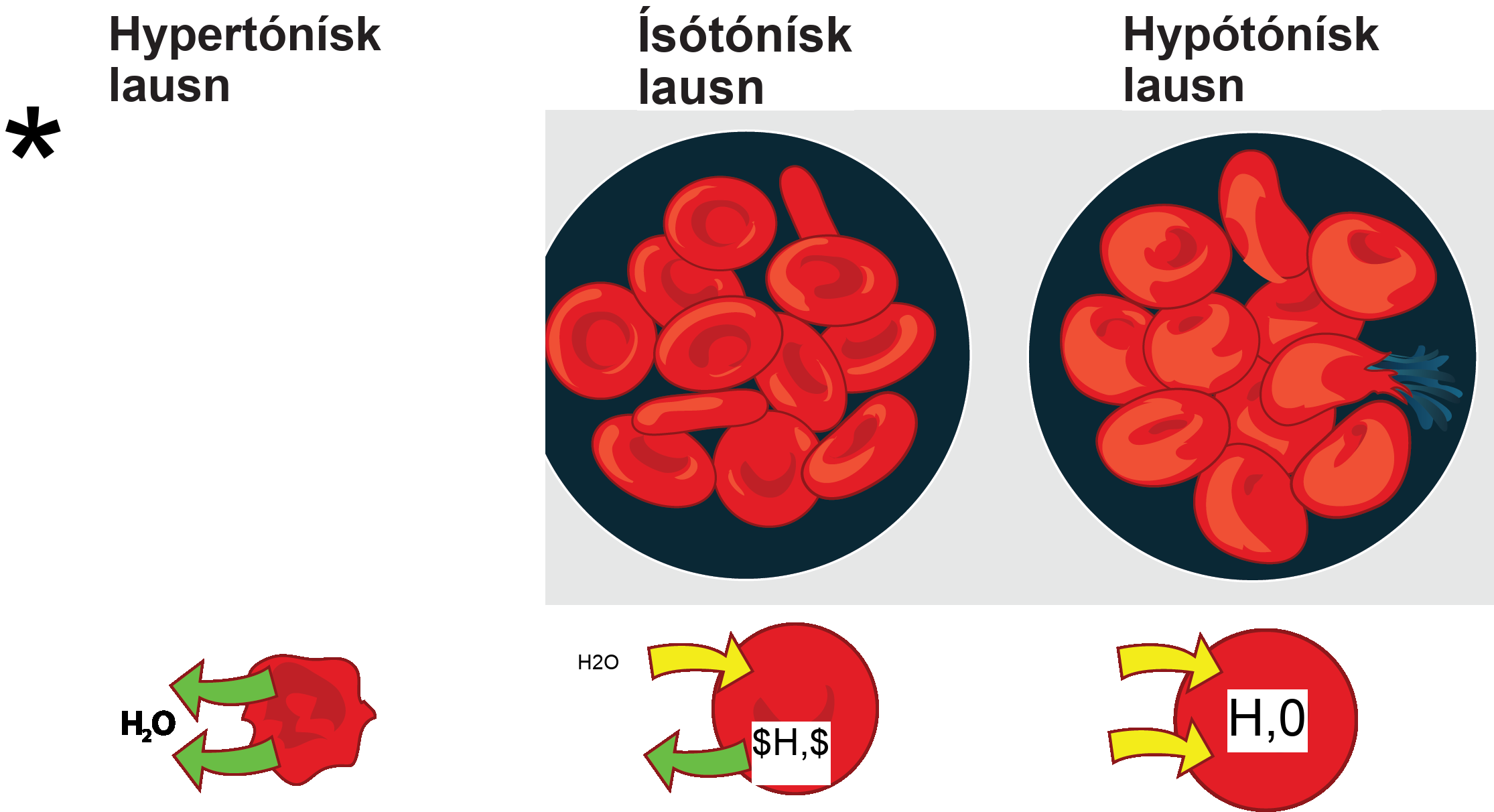 The left part of this illustration shows shriveled red blood cells bathed in a hypertonic solution. Below this, a diagram shows that upper case H subscript 2 baseline upper case O is leaving the red blood cell. The middle part shows healthy red blood cells bathed in an isotonic solution. A diagram below this shows upper H subscript 2 baseline upper O both entering and exiting the cell. And the right part shows bloated red blood cells bathed in a hypotonic solution. One of the bloated cells in the hypotonic solution bursts. A diagram below this shows upper H subscript 2 baseline upper O entering the cell.