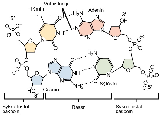 Molecular models show hydrogen bonding between thymine and adenine, and between cytosine and guanine. These four DNA bases are organic molecules containing carbon, nitrogen, oxygen, and hydrogen in complex ring structures. Hydrogen bonds between the bases hold them together.