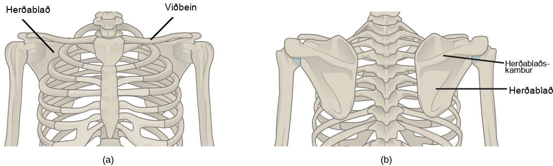 Illustration shows the pectoral girdles of the shoulder. Each girdle consists of a long, thin clavicle that runs from the sternum to the arm and a flat, triangular scapula that extends down from the clavicle. Viewed from the back, the upper part of the scapula has a prominent protrusion, called a spine.