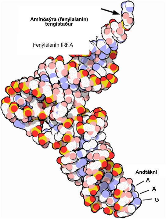The molecular model of phenylalanine t R N A is L shaped. At one end is the anticodon A A G. At the other end is the attachment site for the amino acid phenylalanine.