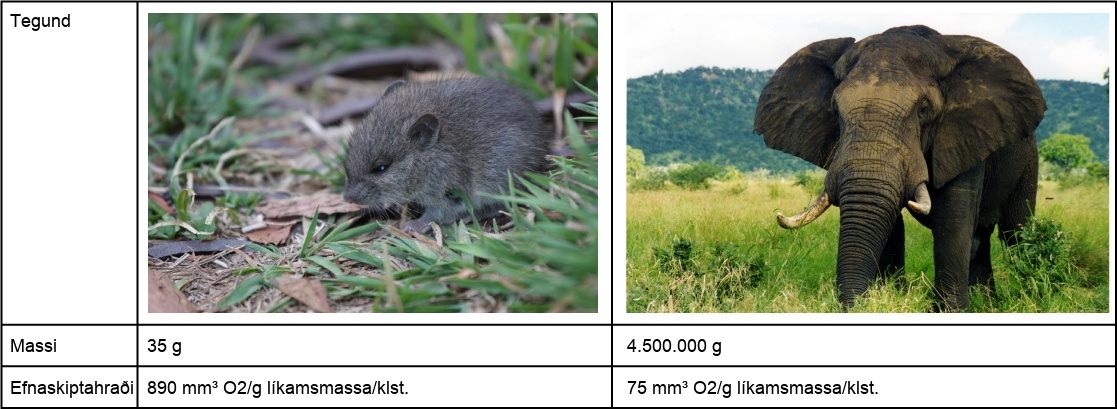 A mouse has an average mass of 35 grams and a metabolic rate of 890 millimeters cubed of oxygen per gram body mass per hour. The elephant has an average mass of 4,500 k g and a metabolic rate of 75 millimeters cubed of oxygen per gram body mass per hour.