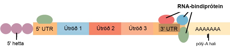 In the mature R N A molecule, exons are spliced together between the 5 prime and 3 prime untranslated regions. A 5 prime cap is attached to the 5 prime untranslated region, and a poly A tail is attached to the 3 prime untranslated region. R N A binding proteins associate with the 5 prime and 3 prime untranslated regions.