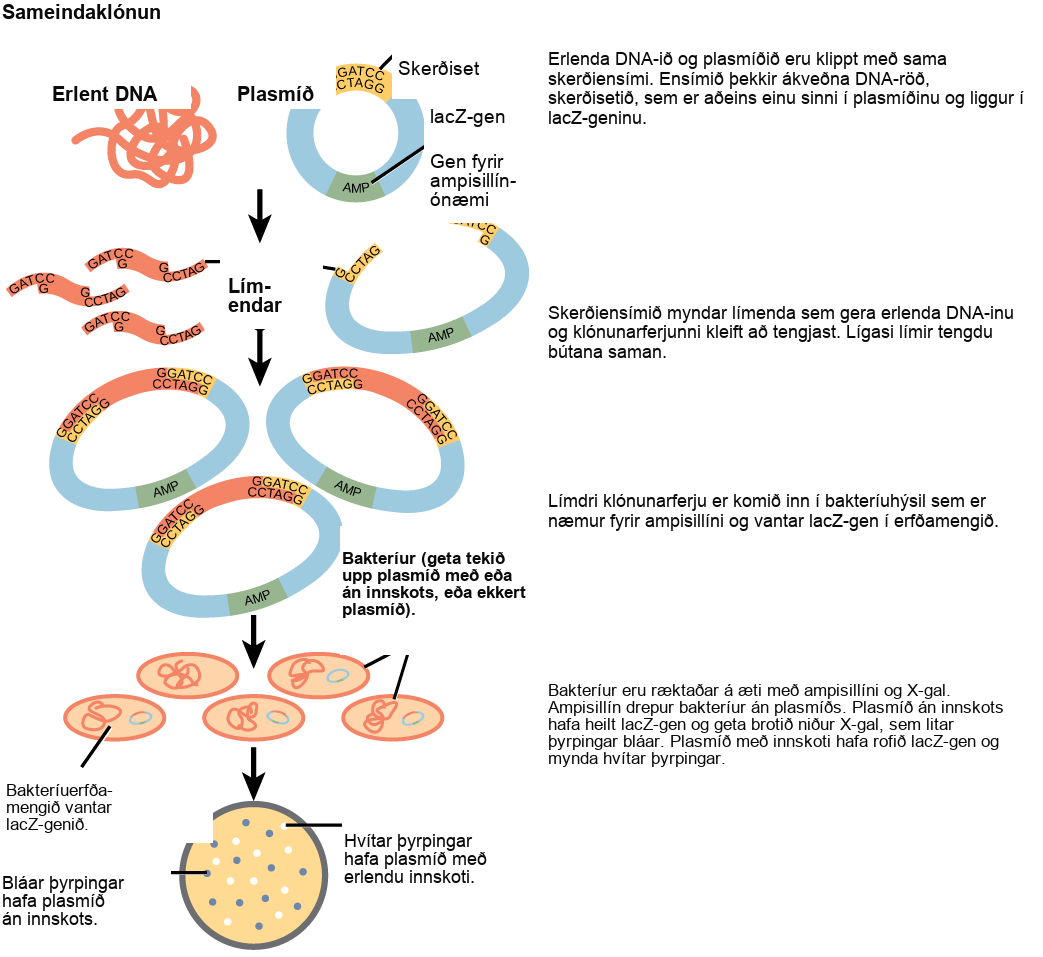 This figure illustrates the steps in molecular cloning into a plasmid called a cloning vector. The vector has a lac Z gene, which is necessary for metabolizing lactose, and a gene for ampicillin resistance. Within the lac Z gene are restriction sites, sequences of D N A cut by a particular restriction enzyme. The D N A to be cloned and the plasmid are both cut by the same restriction enzyme. The restriction enzyme staggers the cuts on the two strands of D N A, such that each strand has an overhanging single-stranded bit of D N A. On one strand, the sequence of the overhang is G A T C, and on the other, the sequence is C T A G. These two sequences are complementary, and allow the fragment of foreign D N A to anneal with the plasmid. An enzyme called ligase joins the two pieces together. The ligated plasmid is then transformed into a bacterial strain that lacks the lac Z gene and is sensitive to the antibiotic ampicillin. The bacteria are plated on media containing ampicillin, so that only bacteria that have taking up the plasmid; which has an ampicillin resistance gene; will grow. The media also contains X gal, a chemical that is metabolized in the same way as lactose. Plasmids lacking the insert are able to metabolize X gal, releasing a dye from X gal that turns the colony blue. Plasmids with the insert have a disrupted lac Z gene and produce white colonies. Thus, colonies containing the cloned D N A can be selected on the basis of color.