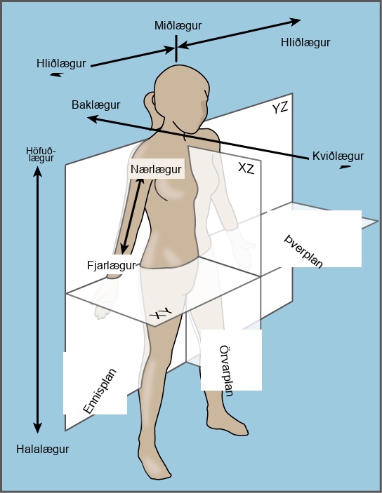 The illustration shows a woman's body dissected into planes. The coronal plane separates the front from the back. The front of the body is the ventral side, and the back of the body is the dorsal side. The transverse plane separates the upper body from the lower body, running parallel to the ground. The upper body is defined as cranial, and the lower body is defined as caudal. The sagittal plane dissects the body from side to side. The medial line goes through the center of the body. The areas to the left and right of the medial line are defined as lateral. Parts of the body close to the medial line are proximal, and those further away are distal.