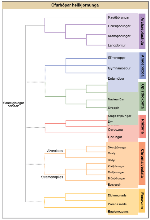 This image displays a proposed protist phylogeny. On the left, a common eukaryotic ancestor has one solid branch and other dotted branches connecting it to six supergroups. The solid branch leads to supergroup Archaeplastida. Within Archaeplastida, red algae branch off first, then Chlorophytes (a type of green algae), and finally Charophytes (another type of green algae) and land plants split. The first dotted branch splits into supergroups Amoebozoa and Opisthokonta. Amoebozoa includes slime molds, Gymnamoebas, and Entamoebas. Opisthokonta splits into one sub-branch containing fungi and Nucleariids, and another sub-branch containing Choanoflagellates and animals. The second dotted branch leads to supergroup Rhizaria, within which Radiolarians branch off first, and then forams and Cercozoans split. The third dotted branch leads to supergroup Chromalveolata, which is broken into two named sub-branches, the Alveolates and the Stramenopiles. Within the Alveolates sub-branch, Ciliates branch off first, then Dinoflagellates and Apicomplexans split. Within the Stramenopiles sub-branch, Oomycetes branch off first, then diatoms, golden algae, and brown algae split. The last dotted branch leads to supergroup Excavata, within which Euglenozoans branch off first, then Diplomonads and Parabasalids split.