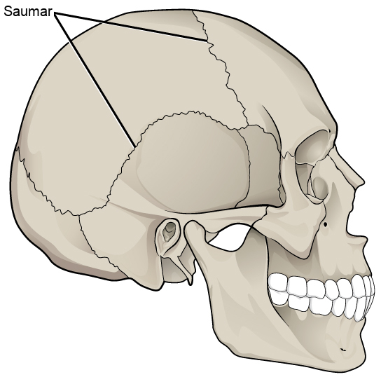 Illustration shows sutures that knit the back part of the skull together with the front and lower parts. These appear as lines, or cracks, between the bones of the skull.