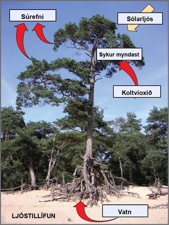 Photo of a tree with labels shows photosynthesis. Arrows indicate that the tree uses carbon dioxide, water, and sunlight to make sugars and oxygen. Water is absorbed through the tree's roots; sunlight is absorbed through the tree's leaves; the tree also absorbs carbon dioxide, and releases oxygen.