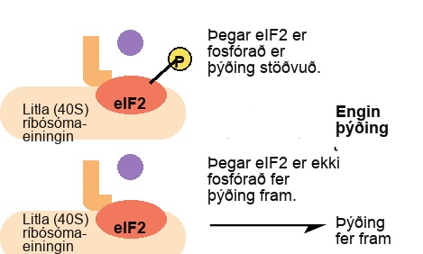 The lower case e lower case I upper case F dash 2 protein is a translation factor that binds to the small 40 S ribosome subunit. When e I F dash 2 is phosphorylated, translation is blocked.