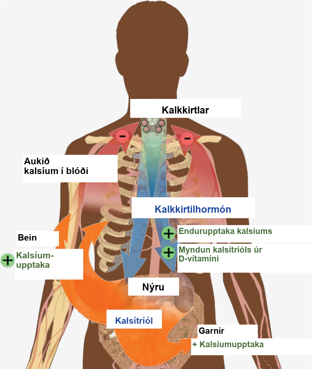 The parathyroid glands, which are located in the neck, release parathyroid hormone, or P T H. P T H causes the release of calcium from bone and triggers the reabsorption of calcium from the urine in the kidneys. P T H also triggers the formation of calcitriol from vitamin D. Calcitriol causes the intestines to absorb more calcium. The result is increased calcium in the blood.