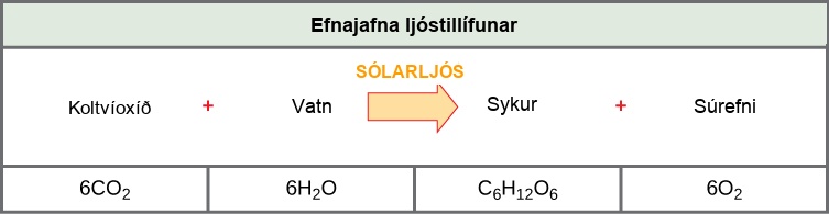 The photosynthesis equation is shown. According to this equation, six carbon dioxide and six water molecules produce one sugar molecule and six oxygen molecules. The sugar molecule is made of six carbons, twelve hydrogens, and six oxygens. Sunlight is used as an energy source.