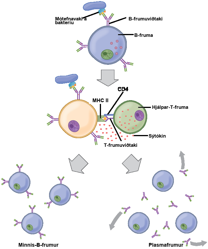 llustration shows activation of a B cell. An antigen on the surface of a bacterium binds the B cell receptor. The b cell engulfs the antigen, and presents an epitope on its surface in conjunction with a M H C I I receptor. A T cell receptor and C D 4 molecule on the surface of a helper T cell recognize the epitopes M H C I I complex and activates the B cell. The B cell divides and turns into memory B cells and plasma cells. Memory B cells detect the antigen that had activated their parent B cell (memory B cells and their parent B cells share the same BCR, thus they detect the same antigen) and can initiate rapid division and strong response if the same antigen is detected after infection at a different time. Plasma B cells secrete antibodies.