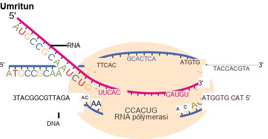 Illustration shows R N A synthesis by R N A polymerase. The R N A strand is synthesized in the 5 prime to 3 prime direction.