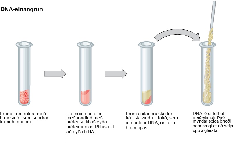 This illustration shows the four main steps of D N A extraction. In the first step, cells in a test tube are lysed using a detergent that disrupts the plasma membrane. In the second step, cell contents are treated with protease to destroy protein, and RNAase to destroy R N A. The resulting slurry is centrifuged to pellet the cell debris. The supernatant, or liquid, containing the D N A is then transferred to a clean test tube. The D N A is precipitated with ethanol. It forms viscous, mucous-like strands that can be spooled on a glass rod.