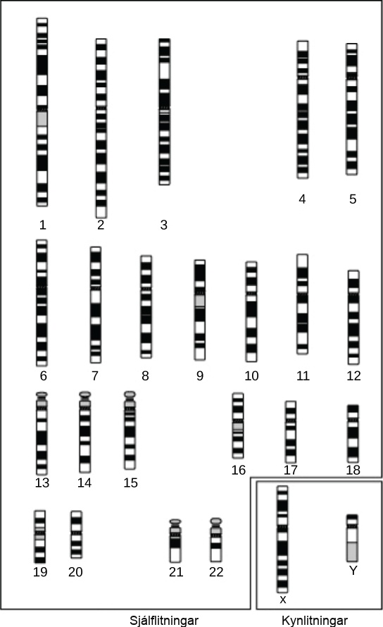 Cytogenetic maps of the 22 human autosomes and the X and Y chromosomes are shown. The map appears as a black, white, and gray banding pattern unique to each chromosome.