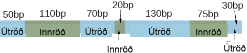 An illustration shows an R N A transcript including seven boxes and their associated lengths in base pairs (abbreviated b p) labeled, left to right, as exon with 50 b p, intron with 110 b p, exon with 70 b p, intron with 20 b p, exon with 130 b p, intron with 75 b p, and exon with 30 b p.