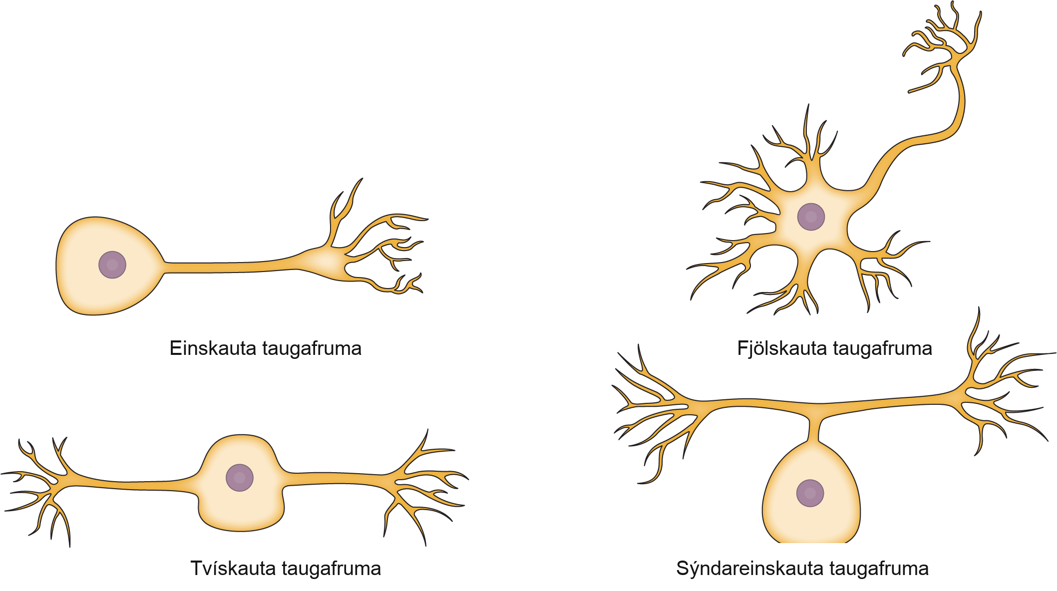 The unipolar cell has a single, long axon extending from the cell body. The bipolar neuron has one axon and one dendrite projecting from opposite sides of the cell body. The multipolar neuron has one long axon and several short, highly branched dendrites extending in all directions. The pseudounipolar neuron has one axon that forms two branches a short distance from the cell body, each of which extends in a different direction.