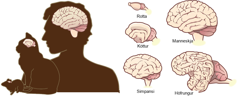 Illustrations shows that brains increase in size and amount of cortical folding from rat to cat to chimpanzee to human to dolphin.