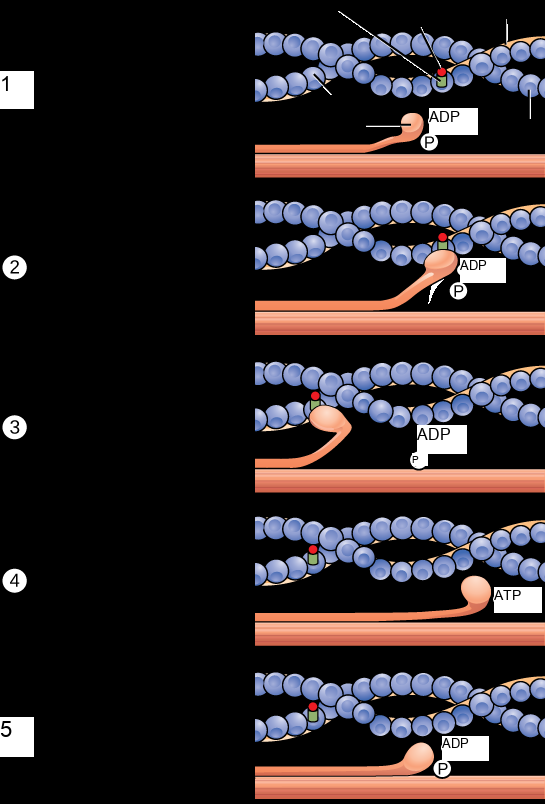 Illustration shows two actin filaments coiled with tropomyosin in a helix, sitting beside a myosin filament. Each actin filament is made of round actin subunits linked in a chain. A bulbous myosin head with A D P and phosphate attached sticks up from the myosin filament. The contraction cycle begins when calcium binds to the actin filament, allowing the myosin head to from a cross bridge. During the power stroke, the myosin head bends and A D P and phosphate are released. As a result, the actin filament moves relative to the myosin filament. A new molecule of A T P binds to the myosin head, causing it to detach. The A T P hydrolyzes to A D P and phosphate, returning the myosin head to the cocked position.