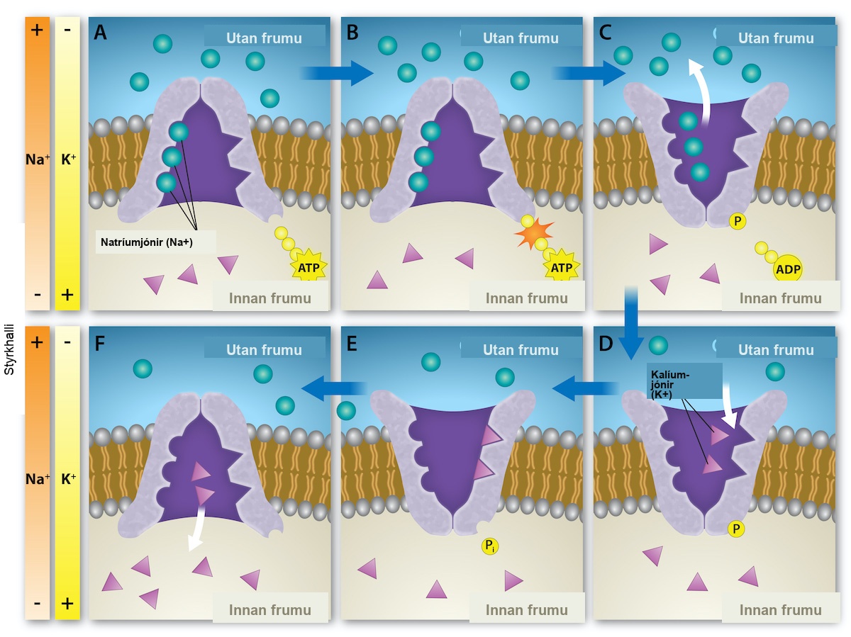 This illustration shows the sodium-potassium pump. Initially, the pumps opening faces the cytoplasm, where three sodium ions bind to it. The antiporter hydrolyzes an A T P to A D P and, as a result, undergoes a conformational change. The sodium ions are released into the extracellular space. Two potassium ions from the extracellular space now bind the antiporter, which changes conformation again, releasing the potassium ions into the cytoplasm.