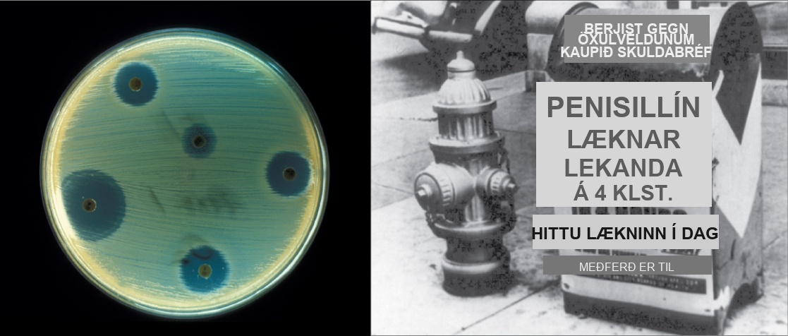 The right side of this image is an old black and white photo of a mailbox plastered with an advertisement that says, Penicillin cures gonorrhea in four hours. See your doctor today. The left side of the image shows a petri dish streaked with bacteria. Bacteria grow everywhere on the plate except where discs containing antibiotic have been placed. These areas are completely devoid of bacterial growth.