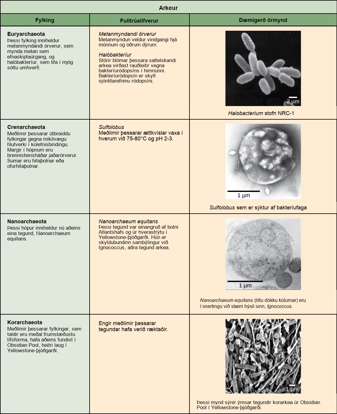 Tafla lýsir fjórum fylkingum fornbaktería: Euryarchaeota, Crenarchaeota, Nanoarchaeota og Korarchaeota.