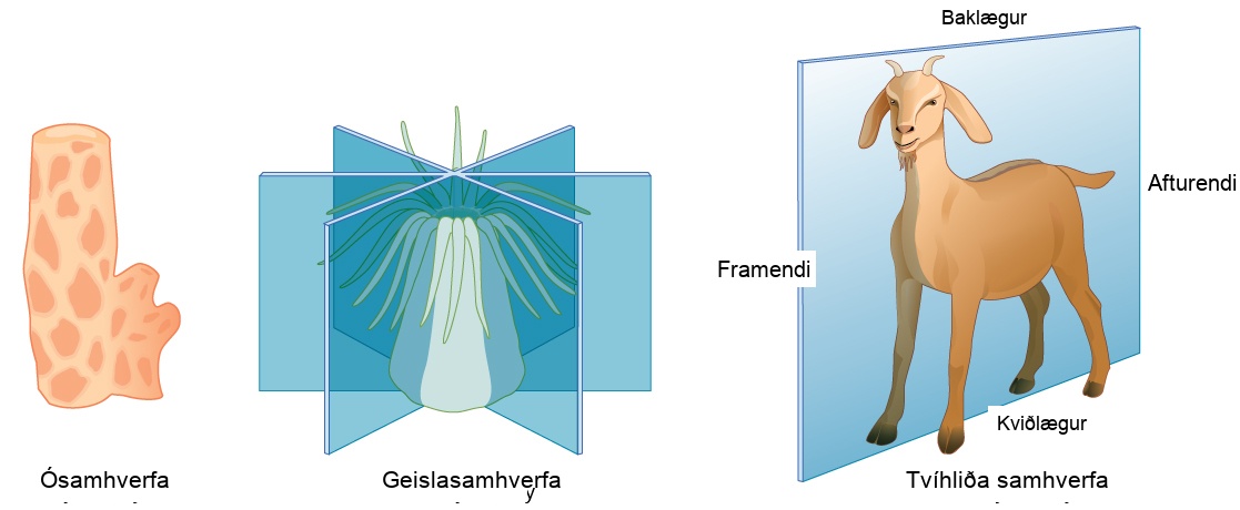 Illustration A shows an asymmetrical sponge with a tube-like body and a growth off to one side. Illustration B shows a sea anemone with a tube-like, radially symmetrical body. Tentacles grow from the top of the tube. Three vertical planes arranged 120 degrees apart dissect the body. The half of the body on one side of each plane is a mirror image of the body on the other side. Illustration C shows a goat with a bilaterally symmetrical body. A plane runs from front to back through the middle of the goat, dissecting the body into left and right halves, which are mirror images of each other. The top part of the goat is defined as dorsal, and the bottom part is defined as ventral. The front of the goat is defined as anterior, and the back is defined as posterior.