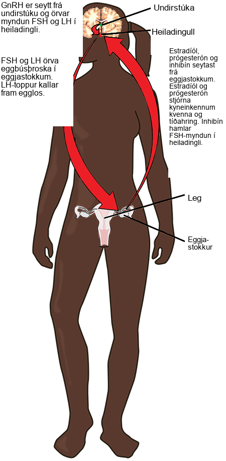 The hypothalamus secretes upper case G lower case n upper case R upper case H, which stimulates secretion of F S H and L H from the pituitary. The hypothalamus and pituitary are both found in the brain. F S H and L H stimulate follicle growth in the ovaries, and a surge in L H triggers ovulation. The two ovaries, which are located on either side of the uterus, secrete estradiol, progesterone, and inhibin. Estrodiol and progesterone regulate female sex characteristics and the menstrual cycle. Inhibin inhibits F S H production by the pituitary in a negative feedback loop.