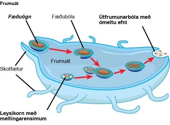 In this illustration, a eukaryotic cell is shown consuming a food particle. As the food particle is consumed, it is encapsulated in a vacuole. The vacuole fuses with a lysosome, and proteins inside the lysosome digest the food particle. Indigestible waste material is ejected from the cell when an exocytic vesicle fuses with the plasma membrane.