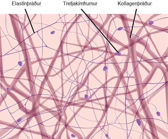 Illustration shows thick collagen fibers and thin elastin fibers loosely woven together in an irregular network. Oval fibroblasts are interspersed among the fibers.