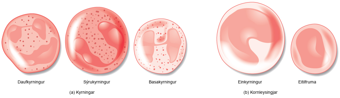 Illustration A shows the granulocytes, which include neutrophils, eosinophils, and basophils. The three cell types are similar in size, with lobed nuclei and granules in the cytoplasm. Illustration B shows agranulocytes, including lymphocytes and monocytes. The monocyte is somewhat larger than the lymphocyte and has a U-shaped nucleus. The lymphocyte has an oblong nucleus.