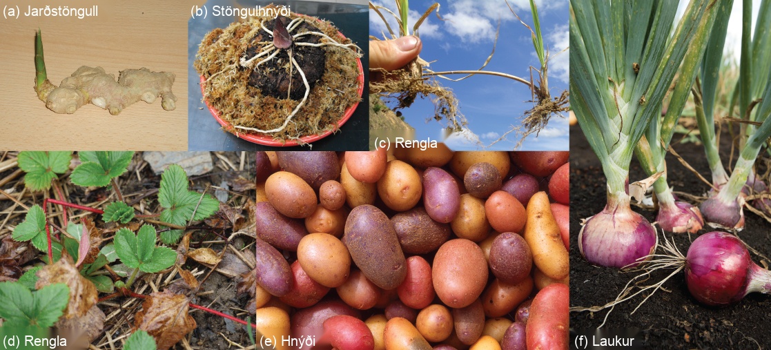 Photos show six types of modified stems: (a) Lumpy white ginger rhizomes are connected together. A green shoot projects from one end. (b) The carrion flower corm is conical-shaped, with white roots spreading from the bottom of the cone, just above the dirt. (c) Two grass plants are connected by a thick, brown stem. (d) Strawberry plants are connected together by a red runner. (e) The part of the potato plant that humans consume is a tuber. (f) The part of the onion plant that humans consume is a bulb.