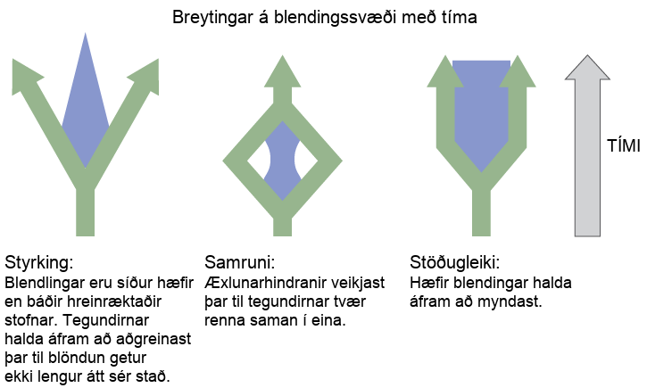 Three different possible changes in the hybrid zone may occur over time. The first possible change, reinforcement, results when hybrids are less fit than either purebred species. Like a fork in the road, the species continue to diverge until hybridization no longer occurs. The second possible change, fusion, results when reproductive barriers weaken until two species become one. In this scenario species initially diverge, but then join together. In the third scenario, stability, fit hybrids continue to be produced at a steady rate.