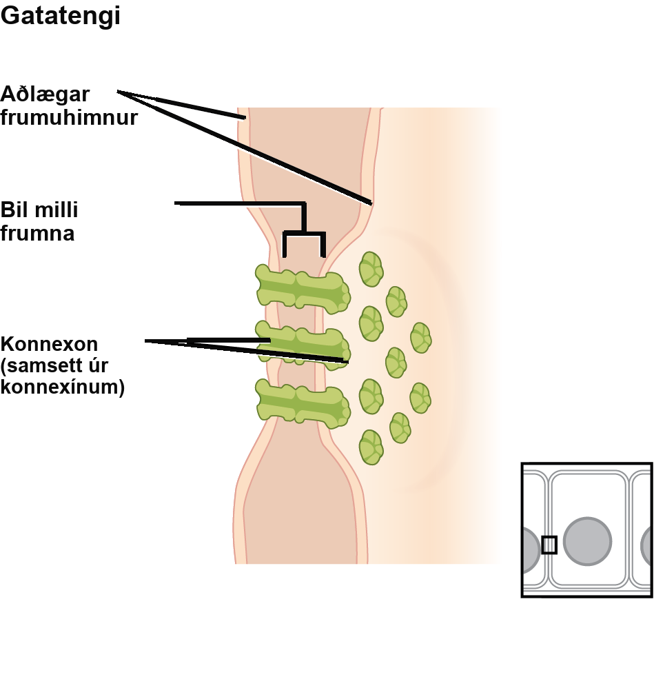 This illustration shows two cells joined together with protein pores called gap junctions that allow water and small molecules to pass through.