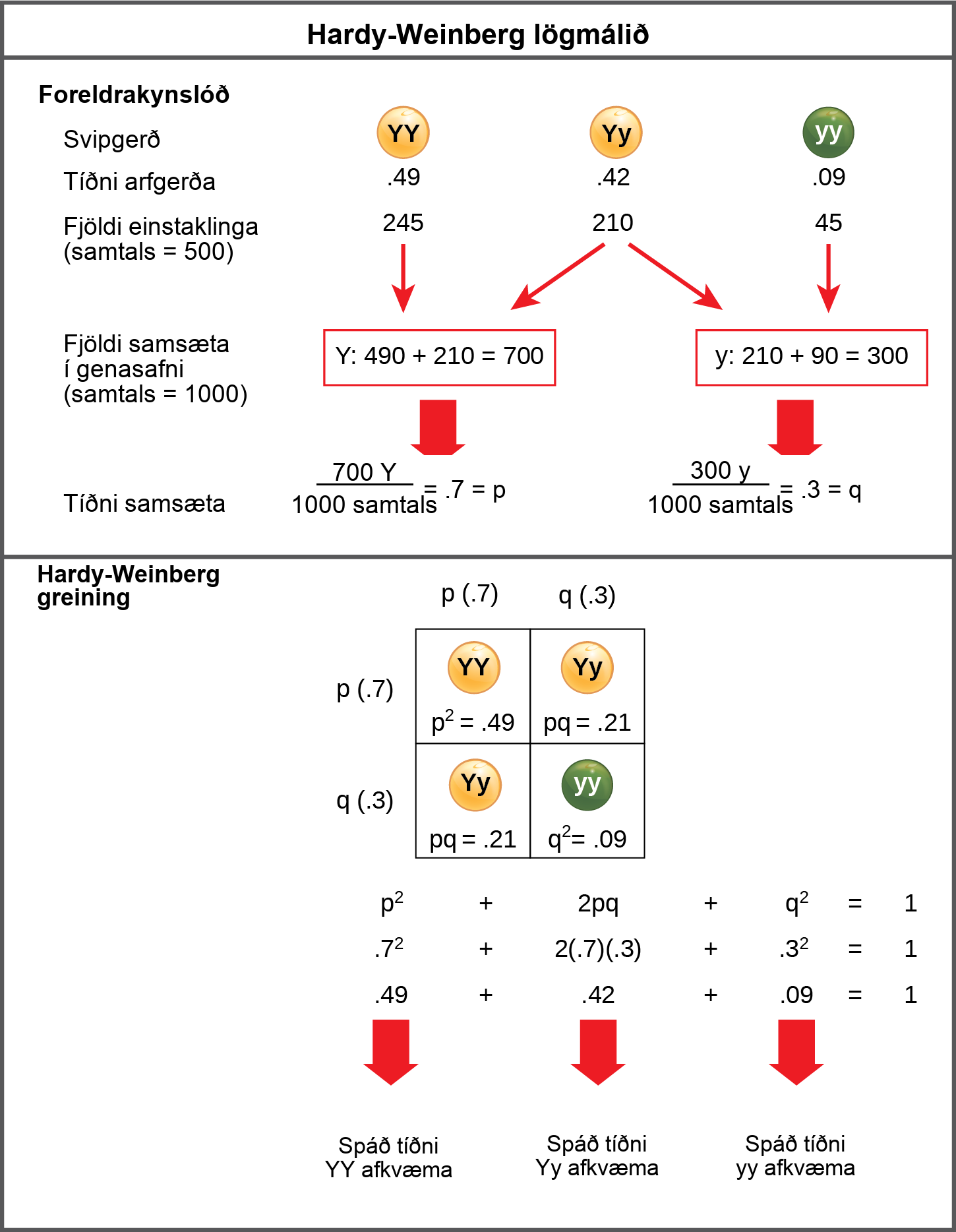 The Hardy-Weinberg principle is used to predict the genotypic distribution of offspring in a given population. In the example given, pea plants have two different alleles for pea color. The dominant capital Y allele results in yellow pea color, and the recessive small y allele results in green pea color. The distribution of individuals in a population of 500 is given. Of the 500 individuals, 245 are homozygous dominant (capital Y capital Y) and produce yellow peas. 210 are heterozygous (capital Y small y) and also produce yellow peas. 45 are homozygous recessive (small y small y) and produce green peas. The frequencies of homozygous dominant, heterozygous, and homozygous recessive individuals are 0.49, 0.42, and 0.09, respectively. Each of the 500 individuals provides two alleles to the gene pool, or 1000 total. The 245 homozygous dominant individuals provide two capital Y alleles to the gene pool, or 490 total. The 210 heterozygous individuals provide 210 capital Y and 210 small y alleles to the gene pool. The 45 homozygous recessive individuals provide two small y alleles to the gene pool, or 90 total. The number of capital Y alleles is 490 from homozygous dominant individuals plus 210 from homozygous recessive individuals, or 700 total. The number of small y alleles is 210 from heterozygous individuals plus 90 from homozygous recessive individuals, or 300 total. The allelic frequency is calculated by dividing the number of each allele by the total number of alleles in the gene pool. For the capital Y allele, the allelic frequency is 700 divided by 1000, or 0.7; this allelic frequency is called p. For the small y allele the allelic frequency is 300 divided by 1000, or 0.3; the allelic frequency is called q. Hardy-Weinberg analysis is used to determine the genotypic frequency in the offspring. The Hardy-Wienberg equation is p-squared plus 2pq plus q-squared equals 1. For the population given, the frequency is 0.7-squared plus 2 times .7 times .3 plus .3-squared equals one. The value for p-squared, 0.49, is the predicted frequency of homozygous dominant (capital Y capital Y) individuals. The value for 2pq, 0.42, is the predicted frequency of heterozygous (capital Y small y) individuals. The value for q-squared, .09, is the predicted frequency of homozygous recessive individuals. Note that the predicted frequency of genotypes in the offspring is the same as the frequency of genotypes in the parent population. If all the genotypic frequencies, .49 plus .42 plus .09, are added together, the result is one.