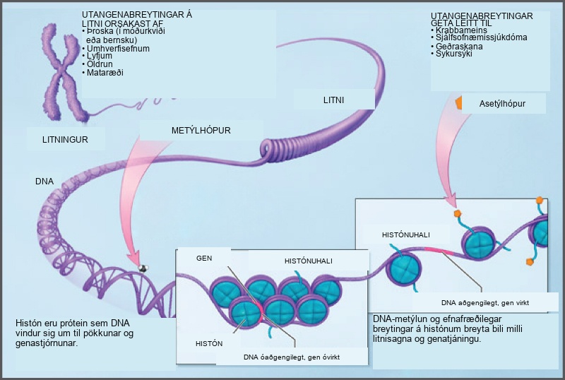 Illustration shows a chromosome that is partially unraveled and magnified, revealing the DNA double helix that had been wound around histone proteins. Histones are proteins around which DNA winds for compaction and gene regulation. Methylation of D N A and chemical modification of histone tails are known as epigenetic changes. Epigenetic changes alter the spacing of nucleosomes and change gene expression. Epigenetic changes may result from development, either in utero or in childhood, environmental chemicals, drugs, aging, or diet. Epigenetic changes may result in cancer, autoimmune disease, mental disorders, and diabetes.
