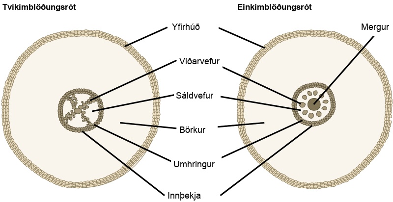 The cross section of a dicot root has an X-shaped structure at its center. The X is made up of many xylem cells. Phloem cells fill the space between the X. A ring of cells called the pericycle surrounds the xylem and phloem. The outer edge of the pericycle is called the endodermis. A thick layer of cortex tissue surrounds the pericycle. The cortex is enclosed in a layer of cells called the epidermis. The monocot root is similar to a dicot root, but the center of the root is filled with pith. The phloem cells form a ring around the pith. Round clusters of xylem cells are embedded in the phloem, symmetrically arranged around the central pith. The outer pericycle, endodermis, cortex and epidermis are the same in the dicot root.