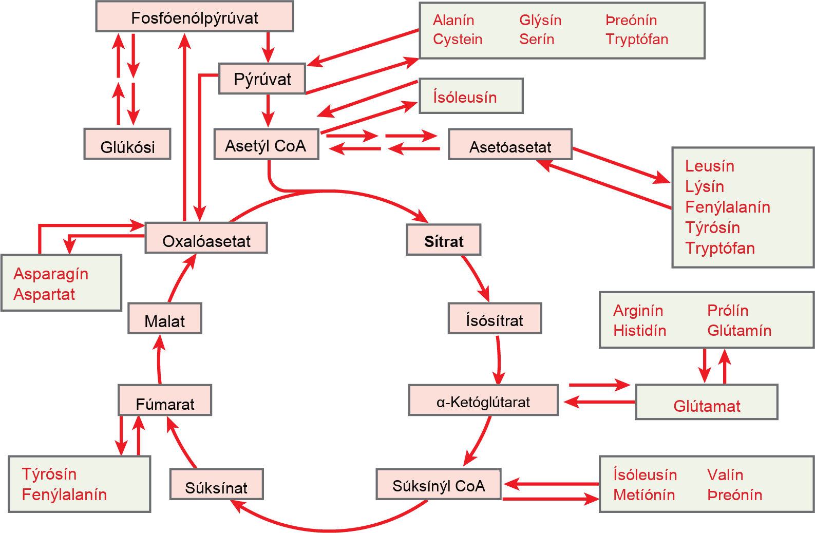 This illustration shows that the amino acids alanine, glycine, threonine, cysteine, and serine can be converted into pyruvate. Leucine, lysine, phenylalanine, tyrosine, tryptophan, and isoleucine can be converted into acetyl upper case C lower case o upper case A. Arginine, proline, histidine, glutamine, and glutamate can be converted into alpha-ketoglutarate. Isoleucine, valine, methionine, and threonine can be converted into succinyl upper C lower o upper A. Tyrosine and phenylalanine can be converted into fumarate, and aspartate and asparagine can be converted into oxaloacetate. All of these conversion products are inputs to or intermediates in the citric acid cycle, and can be fed into the citric acid cycle at the appropriate point.