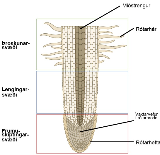 This lateral section of a root tip is divided into three areas: an upper area of maturation, a middle area of elongation, and a lower area of cell division at the root tip. In the area of maturation, root hairs extend from the main root and cells are large and rectangular. The area of elongation has no root hairs, and the cells are still rectangular, but somewhat smaller. A vascular cylinder runs through the center of the root in the area of maturation and the area of elongation. In the area of cell division the cells are much smaller. Cells within this area are called the apical meristem. A layer of cells called the root cap surrounds the apical meristem.