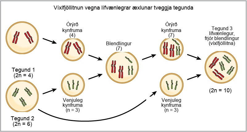 Alloploidy results from viable matings between two species with different numbers of chromosomes. In the example shown, species one has two pairs of chromosomes, and species two has three pairs of chromosomes. When an unreduced gamete from species one (with two pairs of chromosomes) fuses with a normal gamete from species two (with three unpaired chromosomes), a hybrid zygote with seven chromosomes results. An offspring from this mating produces an unreduced gamete with seven chromosomes. If this unreduced gamete fuses with a normal gamete from species one, with three chromosomes, the resulting offspring will have ten viable chromosomes (five pairs of chromosomes).