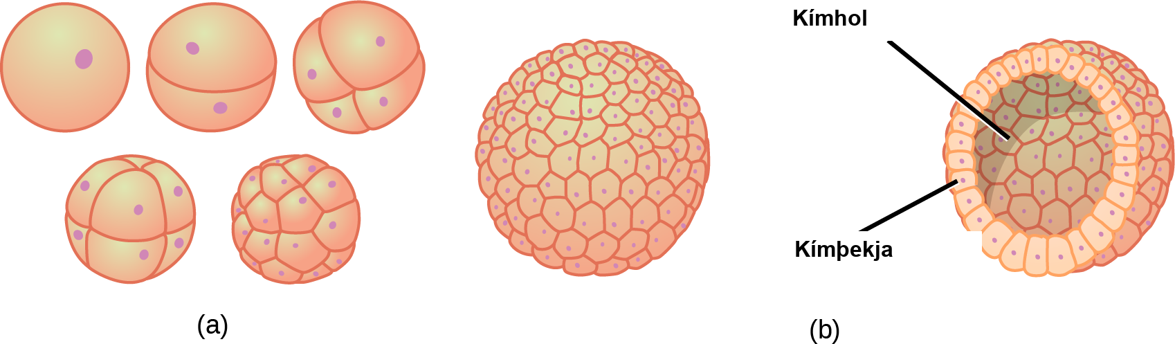 Part A illustration shows a fertilized egg divided into two, four, eight, and sixteen cells. Part B shows a hollow ball of cells. The cells on the surface are called the blastoderm, and the hollow center is called the blastocoel.