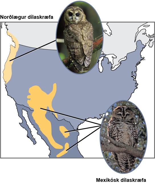 The northern spotted owl lives in the Pacific Northwest, and the Mexican spotted owl lives in Mexico and the southwestern portion of the United States. The two owls are similar in appearance but with slightly different coloration.