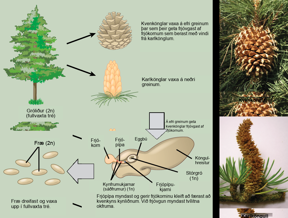 The conifer life cycle begins with a mature tree, which is called a sporophyte and is diploid, 2 n. The tree produces male cones in the lower branches, and female cones in the upper branches. The male cones produce pollen grains that contain two generative, sperm, nuclei and a tube nucleus. When the pollen lands on a female scale, a pollen tube grows toward the female gametophyte, which consists of an ovule containing the megaspore. Upon fertilization, a diploid zygote forms. The resulting seeds are dispersed, and grow into a mature tree, ending the cycle. Both the male and female cone are made up of rows of scales, but the female cone is round and wide, and the male cone is long and thin with thinner scales.
