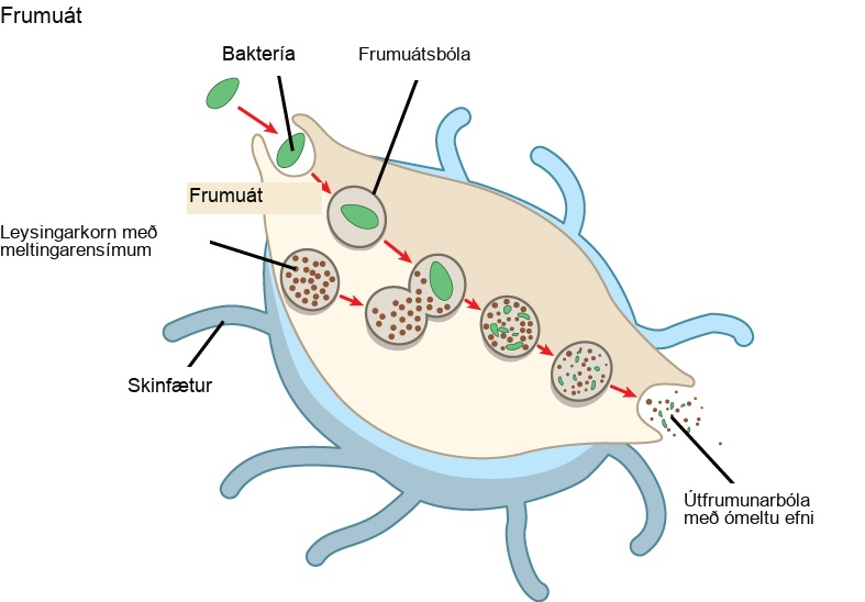 In this illustration, a eukaryotic cell is shown consuming a bacterium. As the bacterium is consumed, it is encapsulated in a vesicle. The vesicle fuses with a lysosome, and proteins inside the lysosome digest the bacterium.